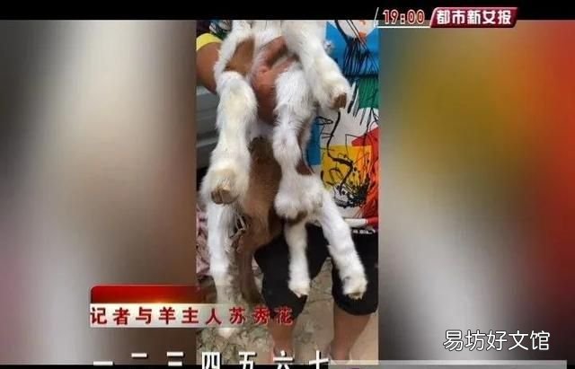 罕见一只羊有7条腿8个蹄,世界上最奇怪的一只羊