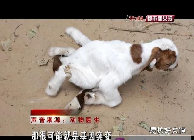 罕见一只羊有7条腿8个蹄,世界上最奇怪的一只羊