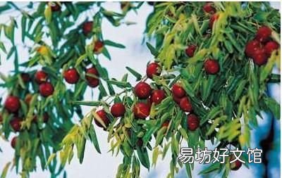 德州的乐陵小枣为什么那么出名呢