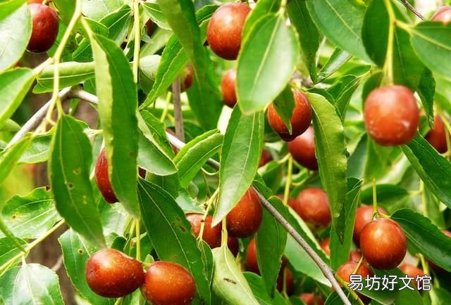 德州的乐陵小枣为什么那么出名呢