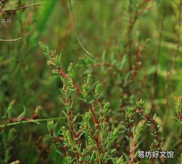 七成米两成糠一成沙 沙米是什么米