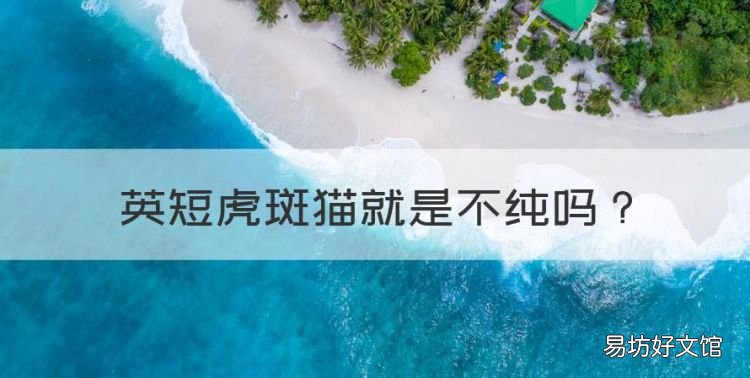 英短虎斑猫就是不纯,英短金虎斑猫是什么品种
