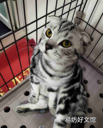 英短虎斑猫就是不纯,英短金虎斑猫是什么品种