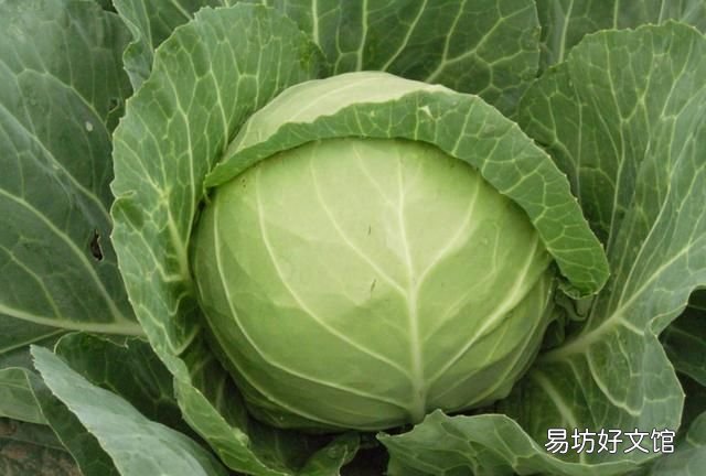 包菜粉丝怎样做才好吃