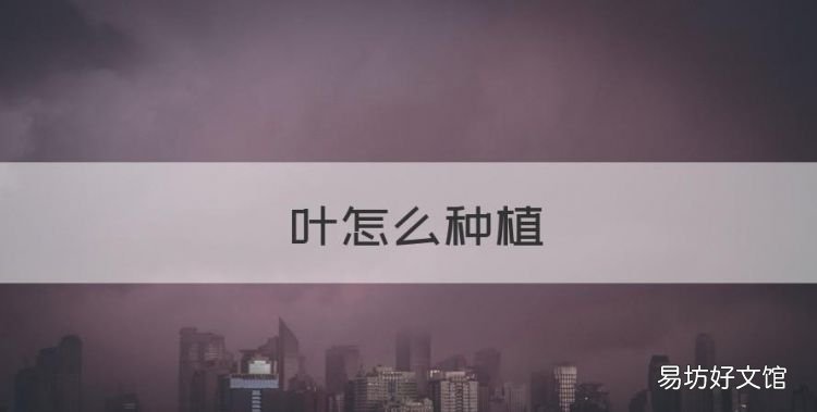 柊叶怎么种植，冬叶是什么植物