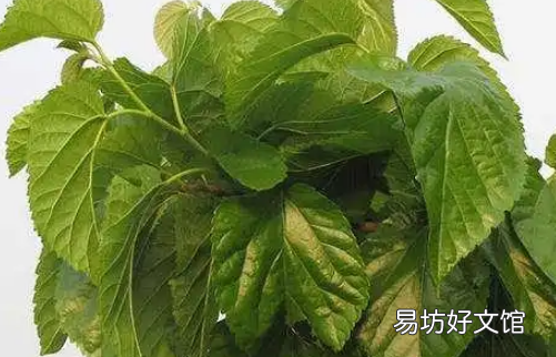 柊叶怎么种植，冬叶是什么植物