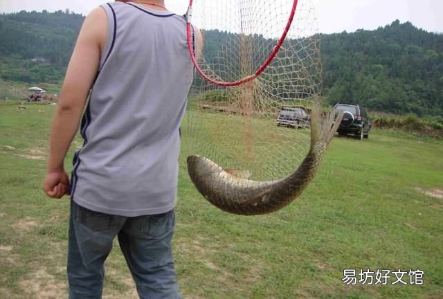 饵料拉丝粉正确使用方法 如何更好的使用拉丝粉面膜