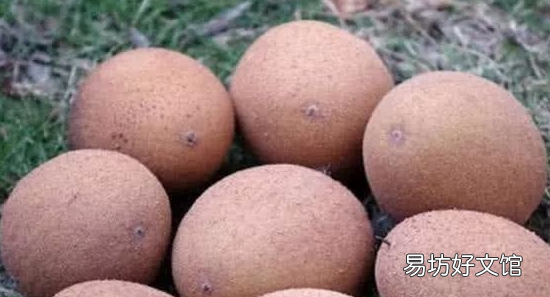 南方有什么野果,这种野果在南方很多英语