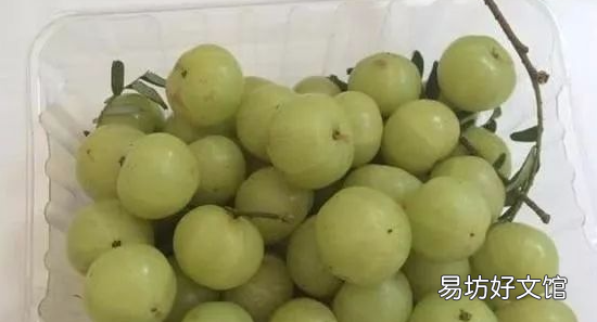 南方有什么野果,这种野果在南方很多英语