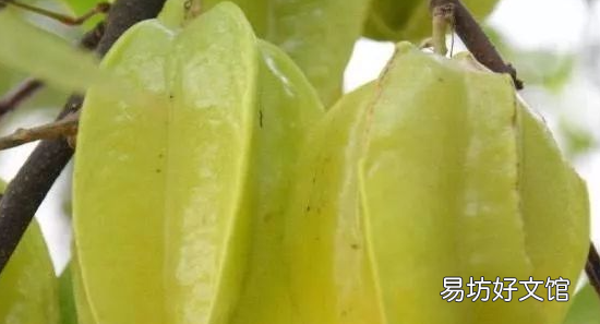 南方有什么野果,这种野果在南方很多英语