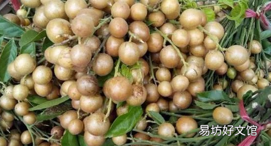 南方有什么野果,这种野果在南方很多英语