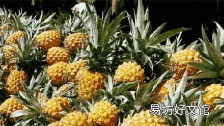 盐水浸泡可以杀灭菠萝蛋白酶吗