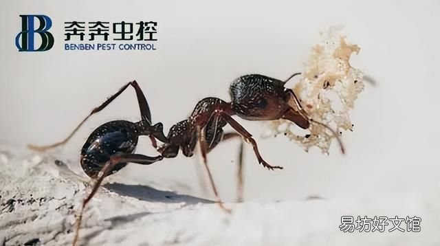 蚂蚁的生活习性及危害