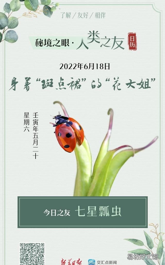 秘境之眼·人类之友 日历 | 七星瓢虫:身着“斑点裙”的“花大姐”