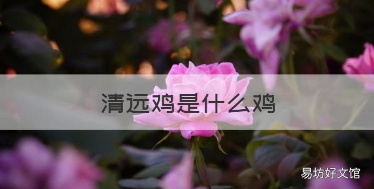 清远鸡是什么鸡,清远麻鸡1号和2号有什么区别