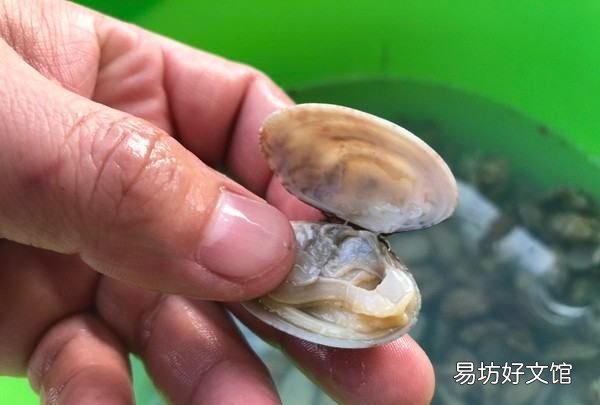 花甲怎么去除,花甲的黑屎怎么弄掉视频