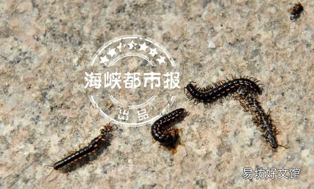 长得最丑的蜈蚣图片,跟人身高一样长的蜈蚣