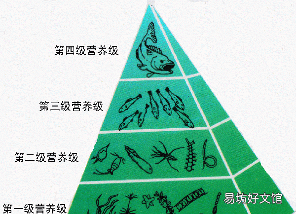 为什么绝大多数的动物都是食草动物呢