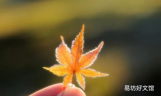 霜降晚秋,那些唯美的霜降节气句子