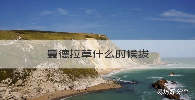 曼德拉草什么时候拔,饥荒曼德拉草什么时候吃一次
