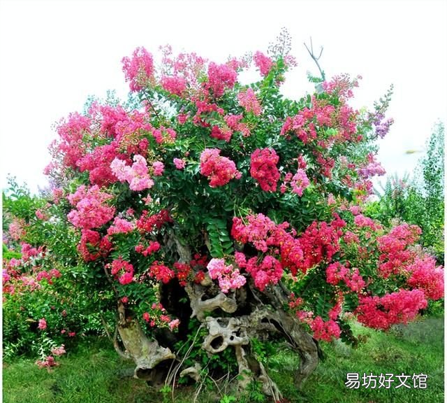 房前屋后种什么名贵树最好 门前种树种几颗吉利