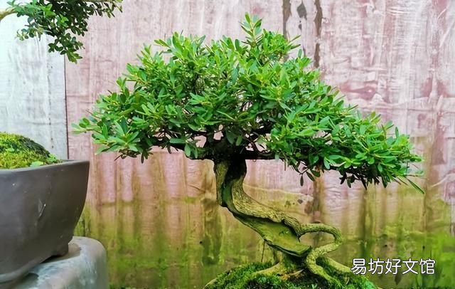 房前屋后种什么名贵树最好 门前种树种几颗吉利