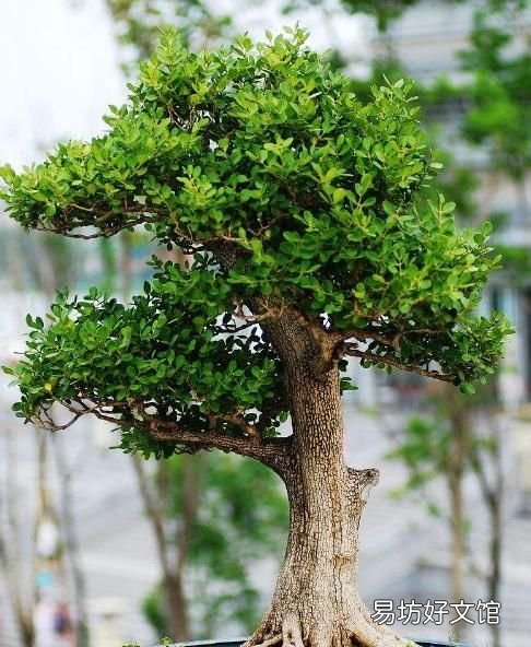 房前屋后种什么名贵树最好 门前种树种几颗吉利