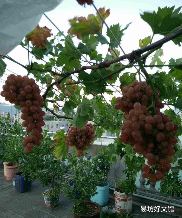 房前屋后种什么名贵树最好 门前种树种几颗吉利