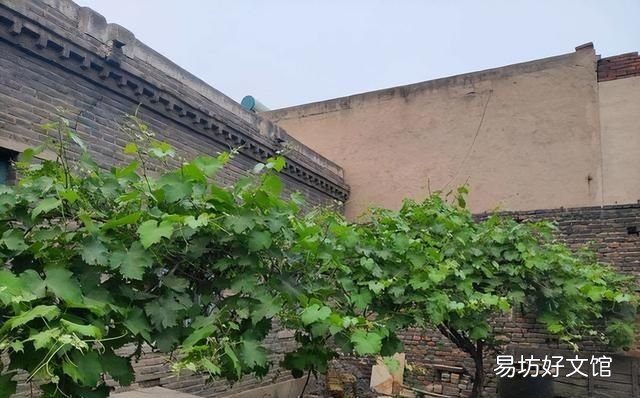 房前屋后种什么名贵树最好 门前种树种几颗吉利