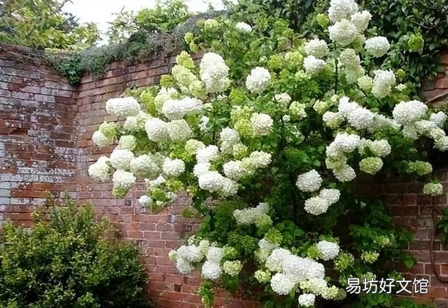 房前屋后种什么名贵树最好 门前种树种几颗吉利