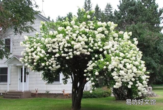 房前屋后种什么名贵树最好 门前种树种几颗吉利