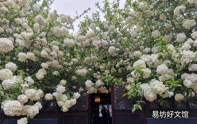 房前屋后种什么名贵树最好 门前种树种几颗吉利