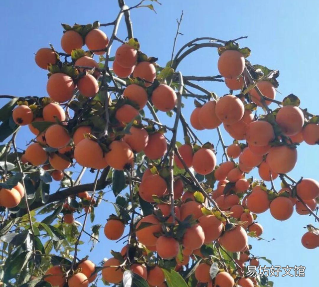房前屋后种什么名贵树最好 门前种树种几颗吉利