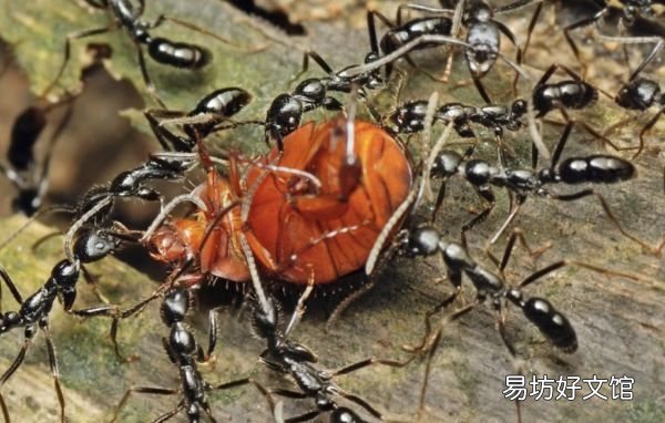 蚂蚁拼音怎么写,蚂蚁的声调是几声
