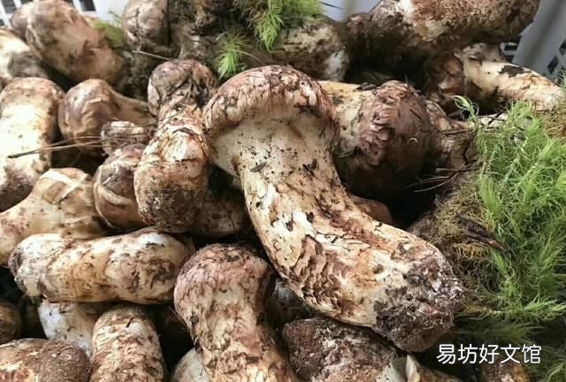 松茸正确的保存方法,松茸能放冰箱保存吗