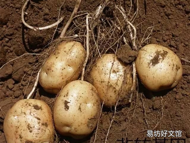 转基因食品怎么辨别,中国禁用转基因食品了吗