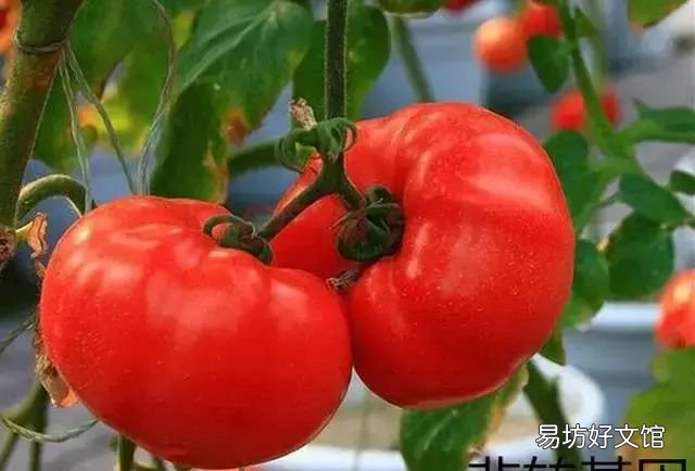 转基因食品怎么辨别,中国禁用转基因食品了吗