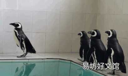 播放小企鹅可爱