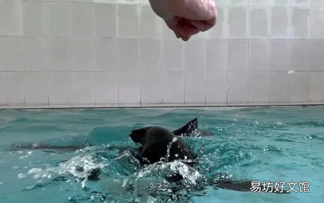 播放小企鹅可爱