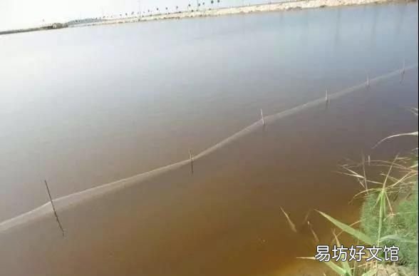 虾塘出现铁锈水的处理,虾塘水有铁锈味是什么原因