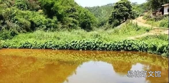 虾塘出现铁锈水的处理,虾塘水有铁锈味是什么原因