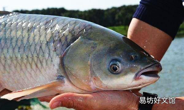 中山脆肉鲩的十八种做法