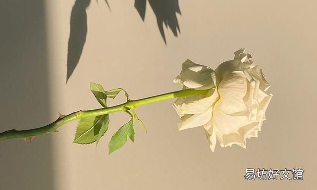 写一封深情的情书,送给亲爱的你作文