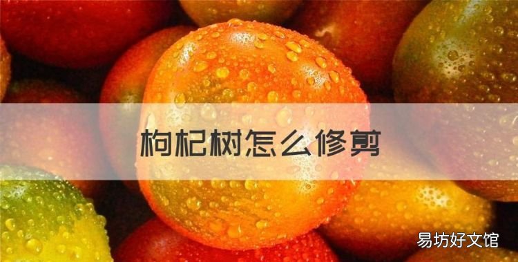 枸杞树怎么修剪，一年的枸杞树怎样剪枝
