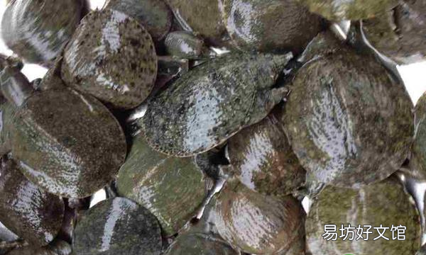 水鱼卖多少钱一斤 水鱼批发价格多少钱一斤
