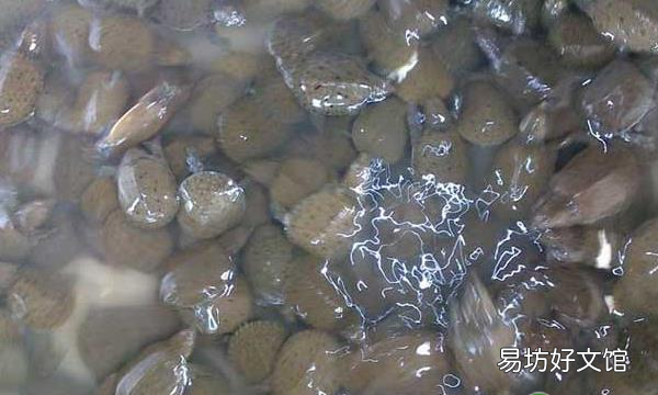水鱼卖多少钱一斤 水鱼批发价格多少钱一斤
