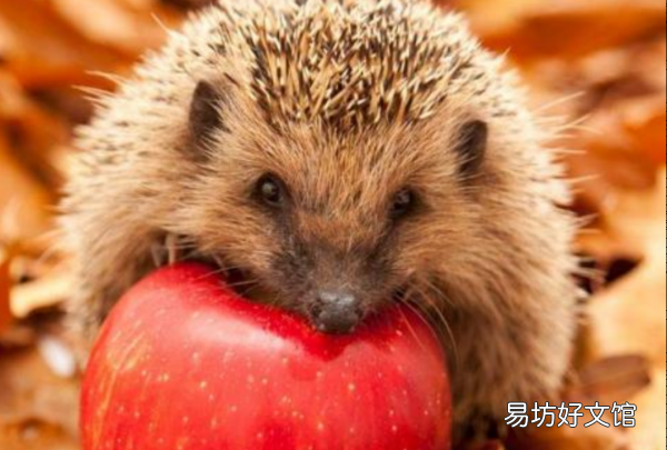 刺猬吃什么食物,刺猬吃什么东西和喝什么东西