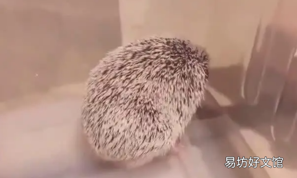 刺猬吃什么食物,刺猬吃什么东西和喝什么东西