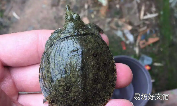 甲鱼怎么养 在家保存,甲鱼放在家里两天要怎么养