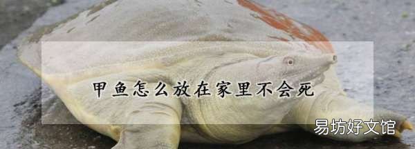 甲鱼怎么养 在家保存,甲鱼放在家里两天要怎么养